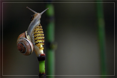 BLOG-DSC_3529-escargot au sommet du Mont-Prêle