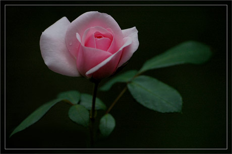 BLOG-DSC_3568-rose rose