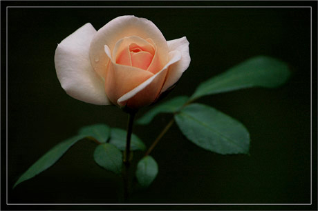 BLOG-DSC_3568-rose saumon 1