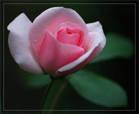 BLOG-DSC_3569-rose rose