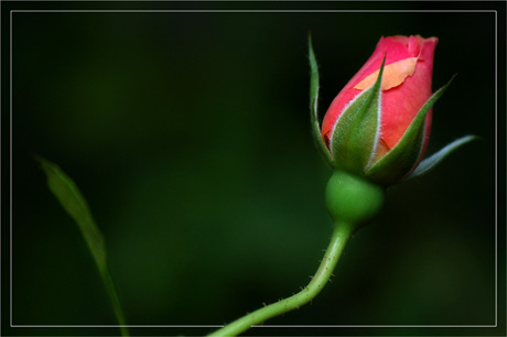 BLOG-DSC_3571-petit bouton de rose