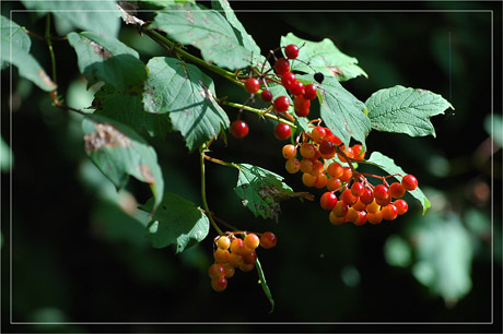BLOG-DSC_3678-baies rouges