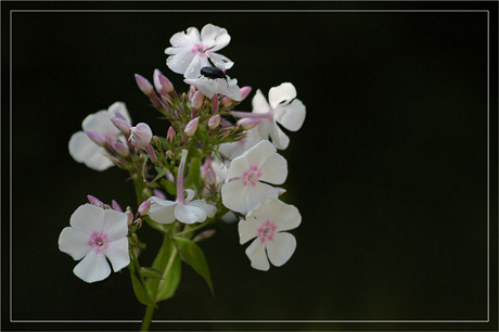 BLOG-DSC_3688-fleurs et insecte