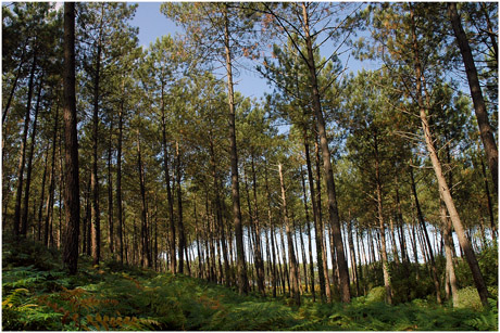 BLOG-DSC_3704-une forêt peut en cacher une autre