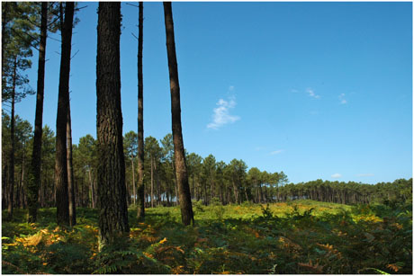 BLOG-DSC_3705-lisières forêts de pins