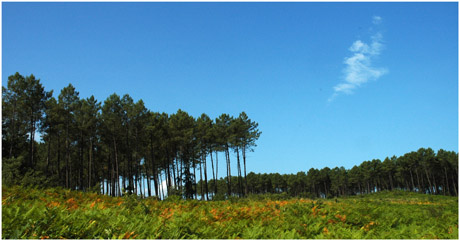 BLOG-DSC_3707-collines fougères et pins Sanguinet