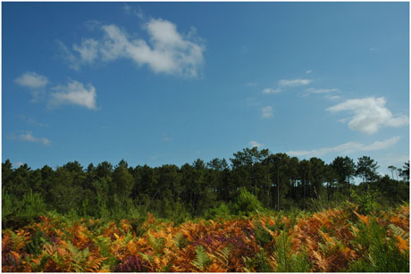 BLOG-DSC_3711-fougère rousse, forêt pins, nuages