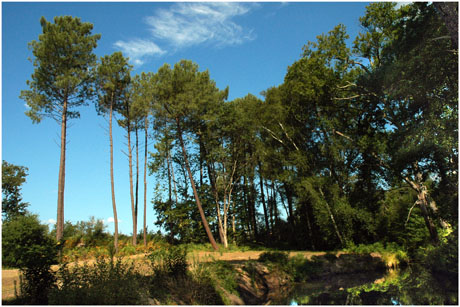 BLOG-DSC_3713-entre pinède et chênaie