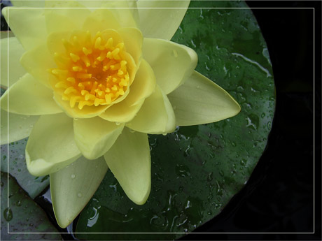 BLOG-IMG_0354-coeur nymphéa