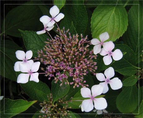 BLOG-IMG_0393-hydrangéa