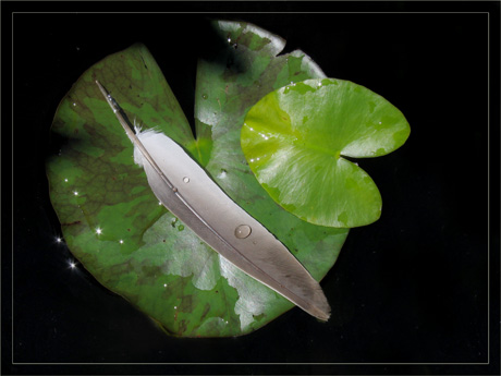 BLOG-IMG_0433-plume sur feuilles de nymphéa