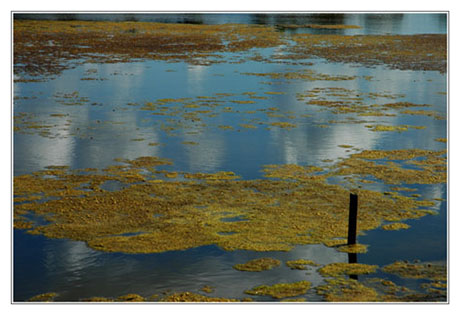 BLOG-DSC_1647-algues jaunes BLOG-DSC_1647-algues jaunes