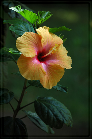 BLOG-DSC_3744-hibiscus