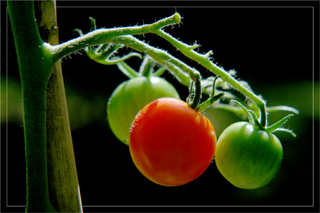 BLOG-DSC_3774-grappe tomates-cerises
