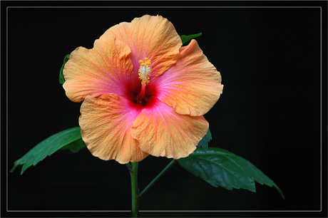 BLOG-DSC_3824-hibiscus face