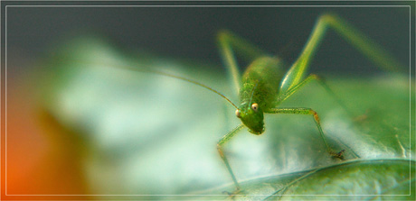 BLOG-DSC_3828-sauterelle