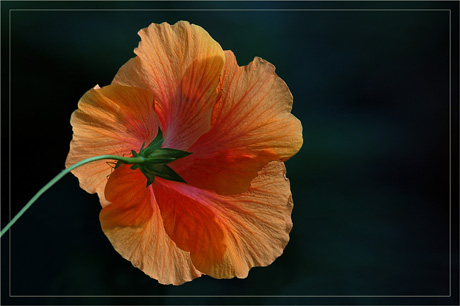 BLOG-DSC_3855-dos hibiscus