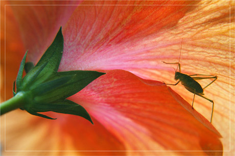 BLOG-DSC_3860-sauterelle dos hibiscus