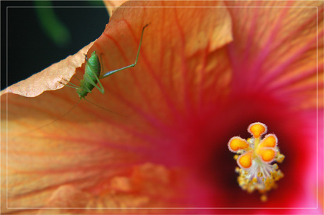 BLOG-DSC_3864-cascade sur hibiscus