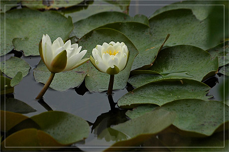 BLOG-DSC_3883-nymphéas parc sous la pluie