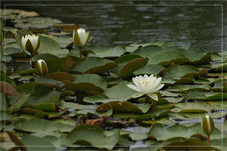 BLOG-DSC_3884-nymphéas parc sous la pluie