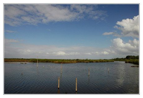 BLOG-DSC_3934-extrémité ouest vasières BLOG-DSC_3934-extrémité ouest vasières