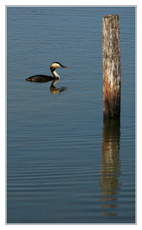 BLOG-DSC_3950-grèbe huppé