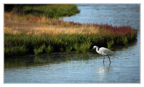BLOG-DSC_3975-aigrette garzette
