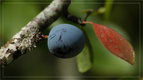 BLOG-DSC_3984-rec-prune