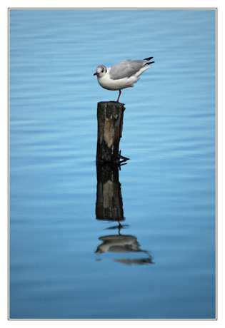 BLOG-DSC_4009-mouette éveillée sur piquet
