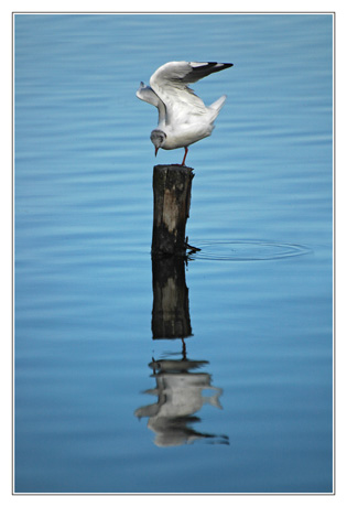 BLOG-DSC_4010-mouette ailes déployées sur piquet