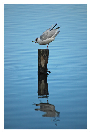 BLOG-DSC_4011-mouette bec ouvert