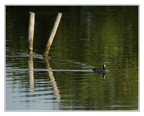 BLOG-DSC_4014-piquets reflets et foulque