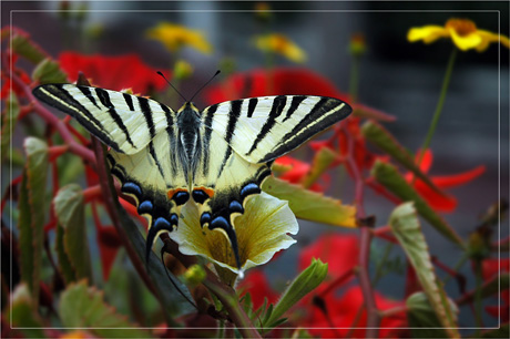 BLOG-DSC_4031-machaon parvis basilique Notre Dame Arcachon