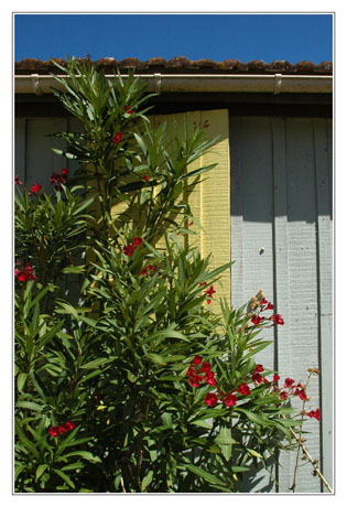 BLOG-DSC_4485-laurier rouge, volet jaune