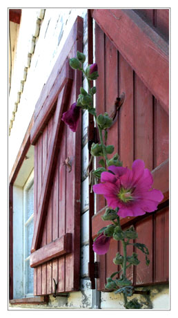 BLOG-DSC_4516-rose trémière fenêtre volet rouge