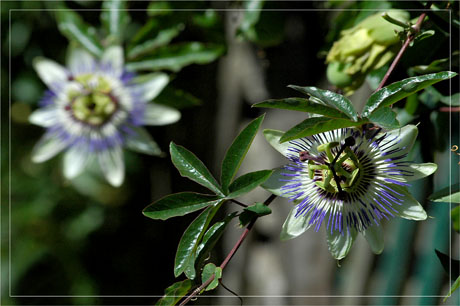 BLOG-DSC_4535-passiflore Le Canon