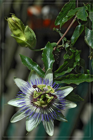 BLOG-DSC_4536-passiflore Le Canon
