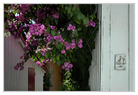 BLOG-DSC_4542-Bougaivilliers le Canon et plaque Brest 96