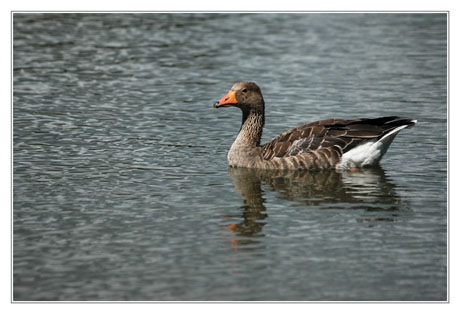 BLOG-DSC_4560-oie cendrée