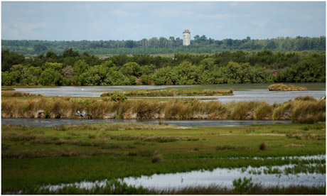 BLOG-DSC_4583-vasière spatules et Audenge