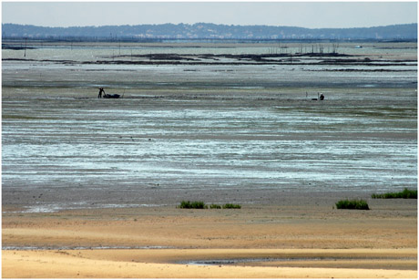 BLOG-DSC_4592-plage du Teich, Bassin marée basse,parcs, presqu'île