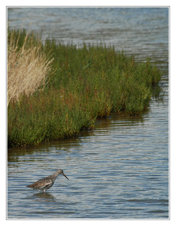 BLOG-DSC_4594-chevalier gambette