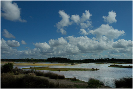 BLOG-DSC_4598-vasière des spatules