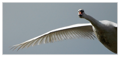 BLOG-DSC_4599-hello le cygne