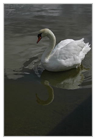 BLOG-DSC_4601-cygne sous le pont