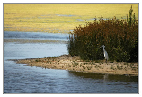 BLOG-DSC_8821-aigrette garzette & algues jaunes 2 BLOG-DSC_8821-aigrette garzette & algues jaunes 2
