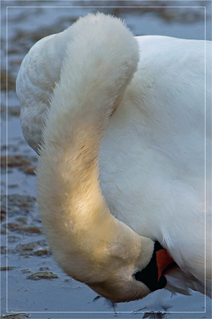 BLOG-DSC_4630-cygne cou replié