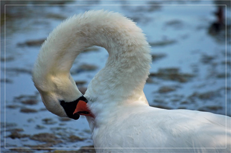BLOG-DSC_4632-cygne cou en rond