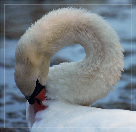 BLOG-DSC_4634-cygne cou en rond